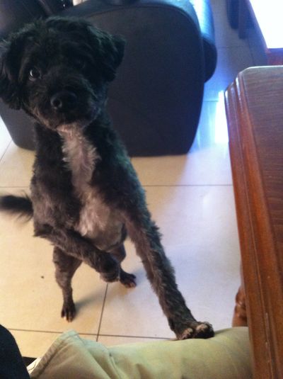 Nicolas dog family result